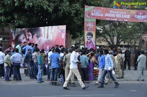 Lion Audio Release