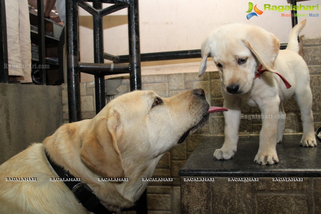 Hyderabad Paws Organizes A Talk On Tick Fever in Dogs - Shailaja of Paws and Dr.Lakshmi Interacts with Media