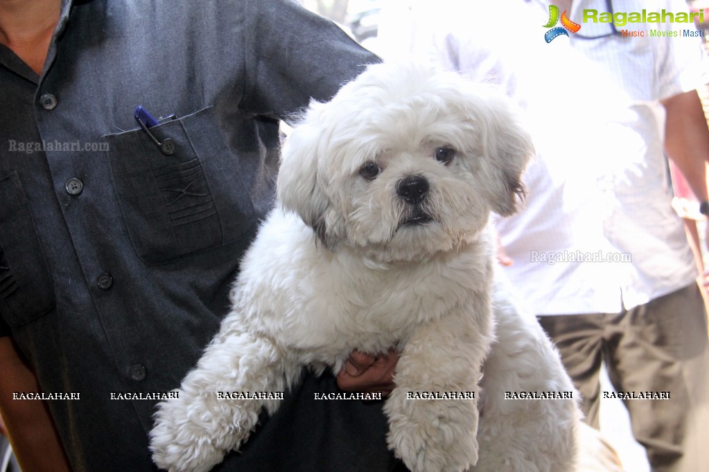 Hyderabad Paws Organizes A Talk On Tick Fever in Dogs - Shailaja of Paws and Dr.Lakshmi Interacts with Media