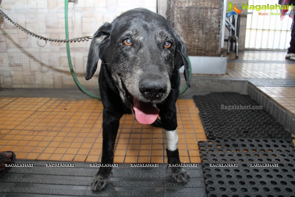 Hyderabad Paws Organizes A Talk On Tick Fever in Dogs - Shailaja of Paws and Dr.Lakshmi Interacts with Media