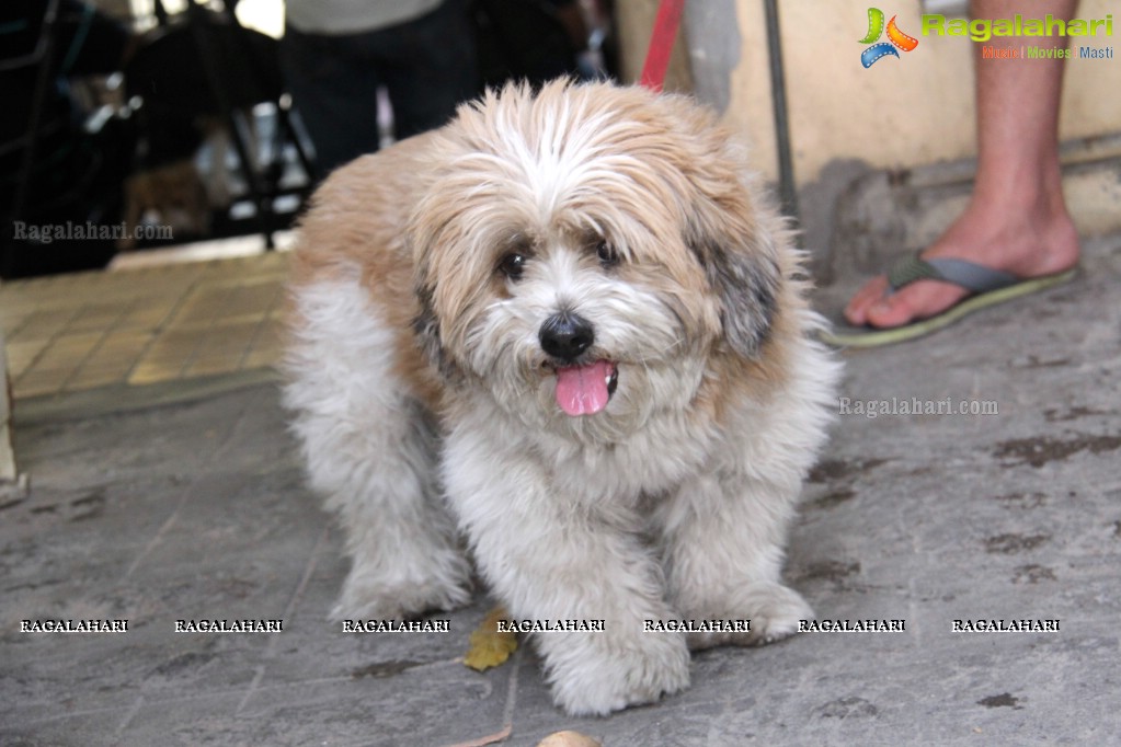 Hyderabad Paws Organizes A Talk On Tick Fever in Dogs - Shailaja of Paws and Dr.Lakshmi Interacts with Media