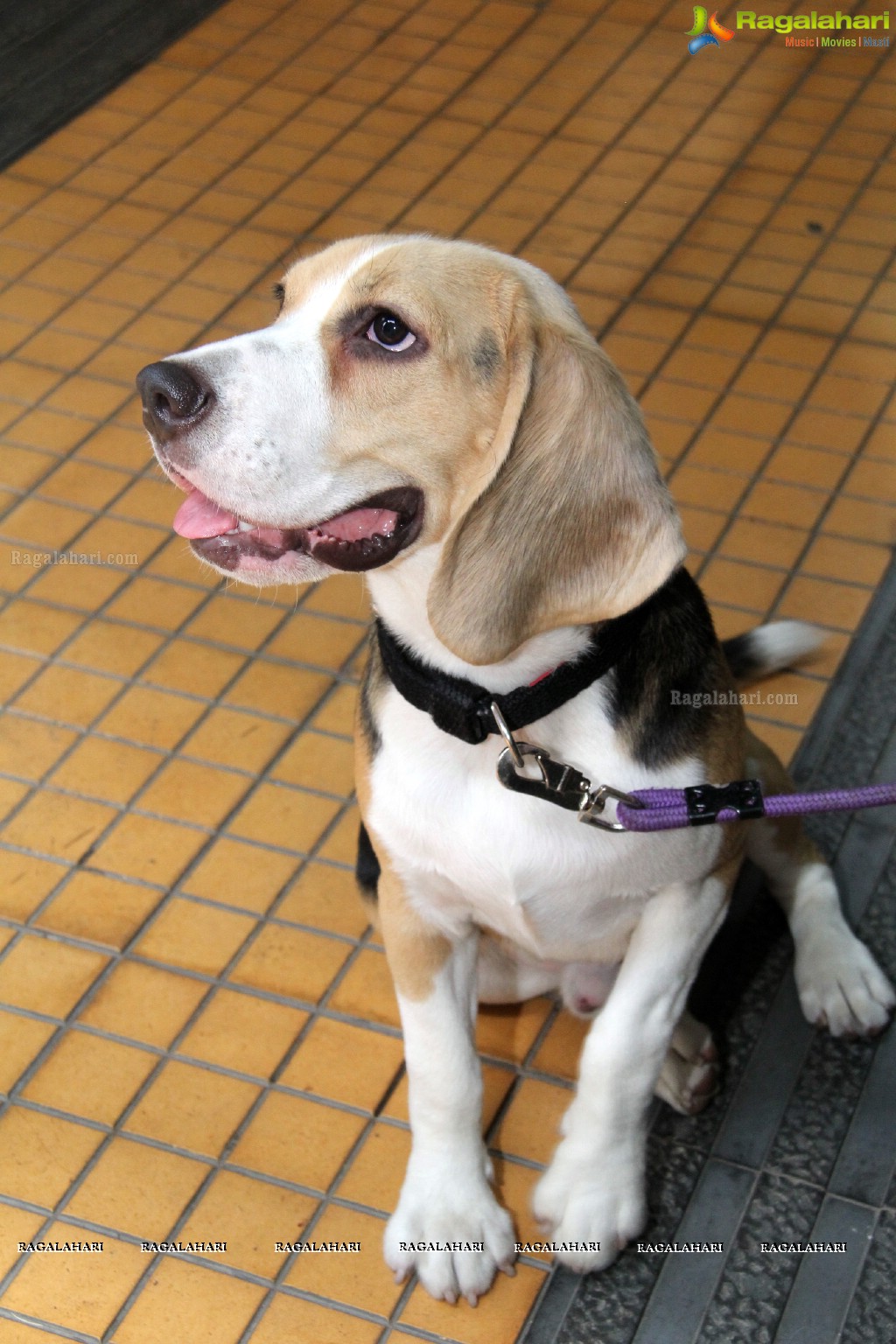 Hyderabad Paws Organizes A Talk On Tick Fever in Dogs - Shailaja of Paws and Dr.Lakshmi Interacts with Media