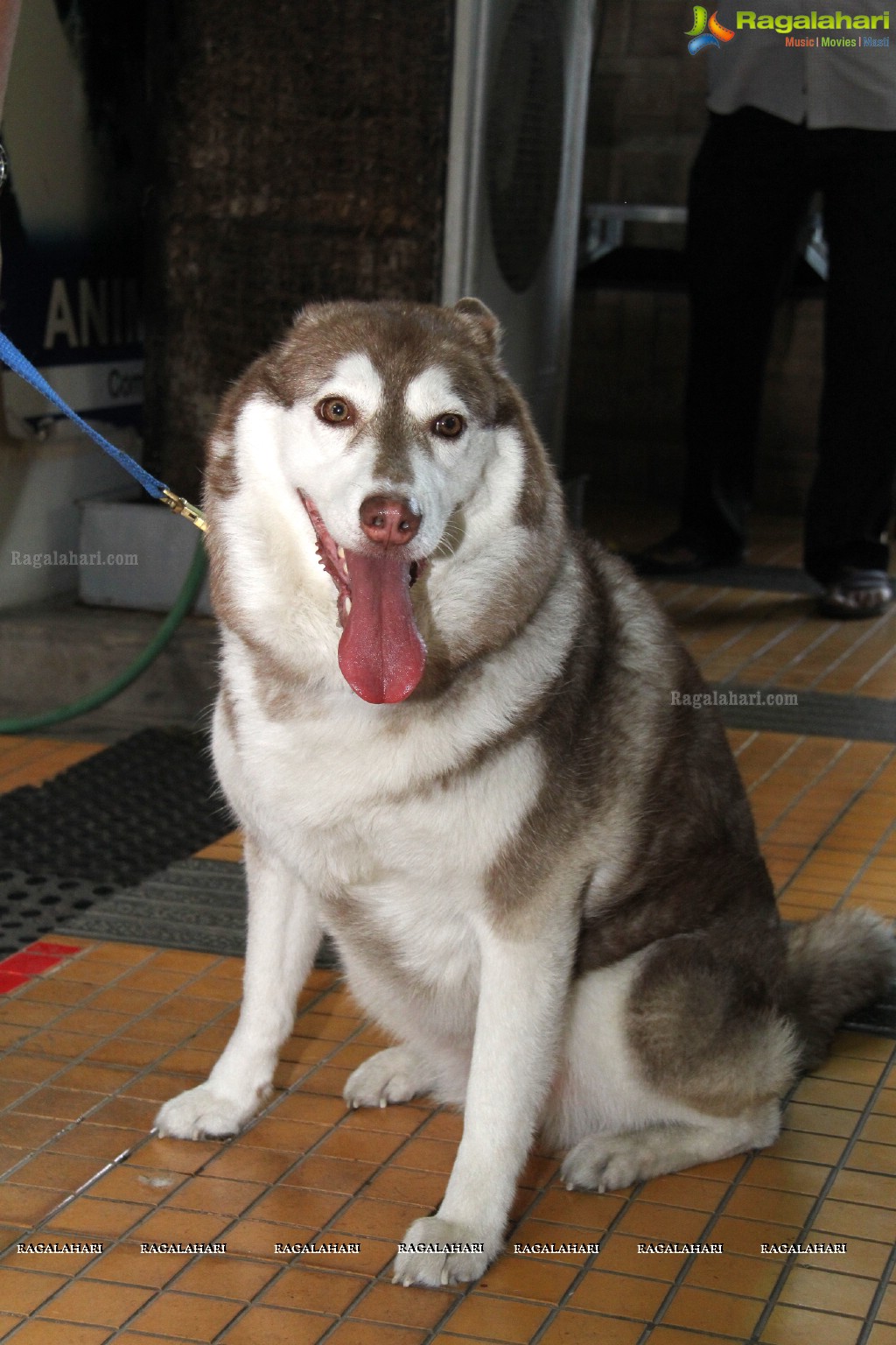 Hyderabad Paws Organizes A Talk On Tick Fever in Dogs - Shailaja of Paws and Dr.Lakshmi Interacts with Media