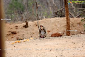 Volunteers Feed Hungry Monkeys