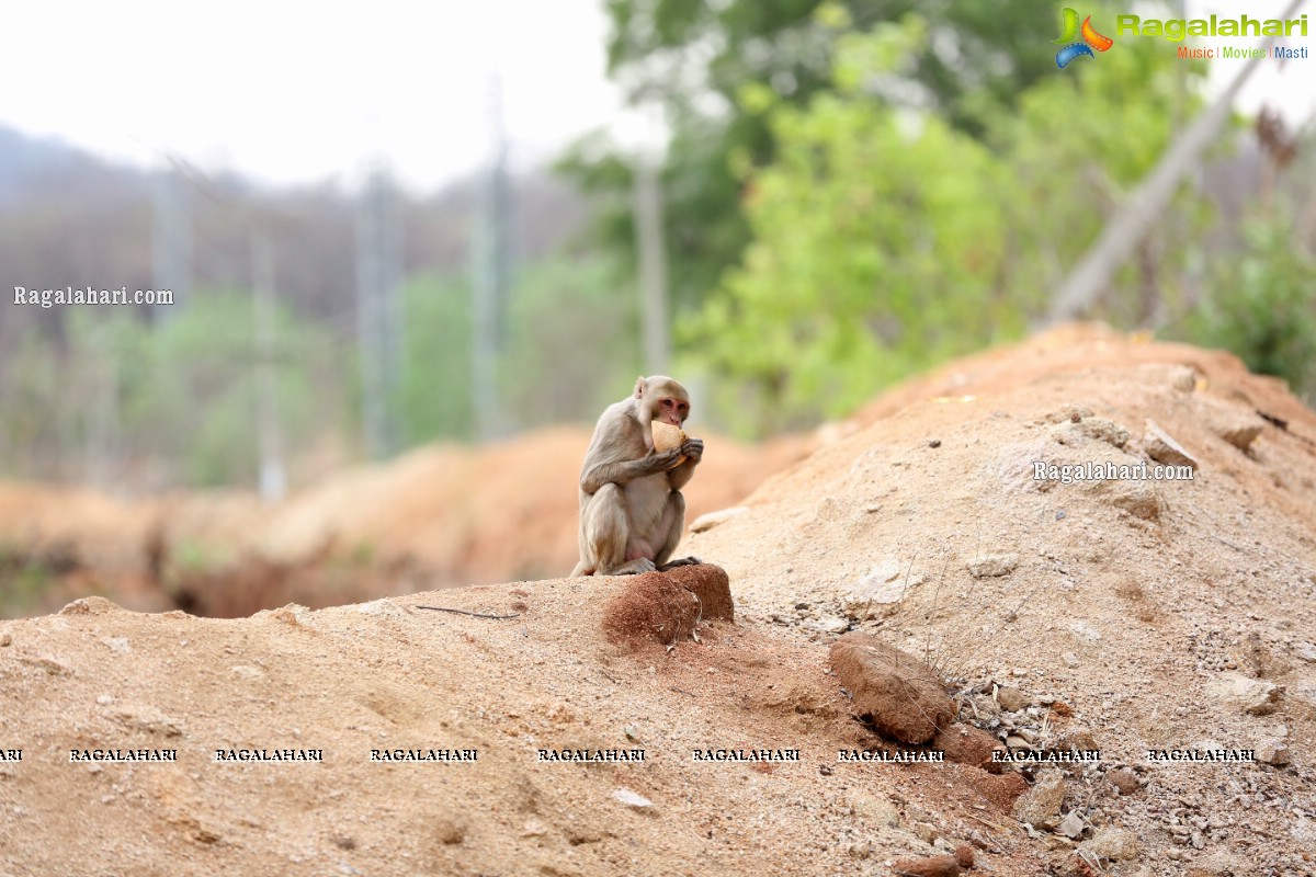 Hyderabad Lockdown: Volunteers Feed Hungry Monkeys