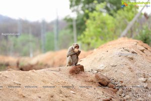 Volunteers Feed Hungry Monkeys