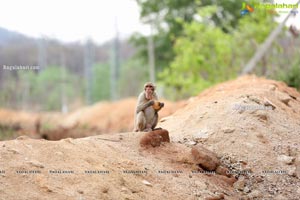 Volunteers Feed Hungry Monkeys