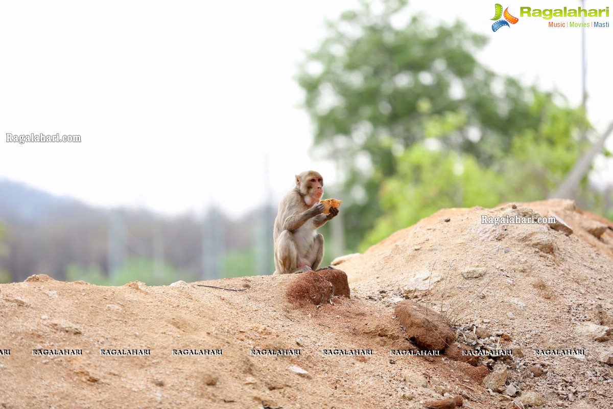 Hyderabad Lockdown: Volunteers Feed Hungry Monkeys