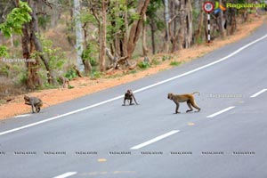 Volunteers Feed Hungry Monkeys