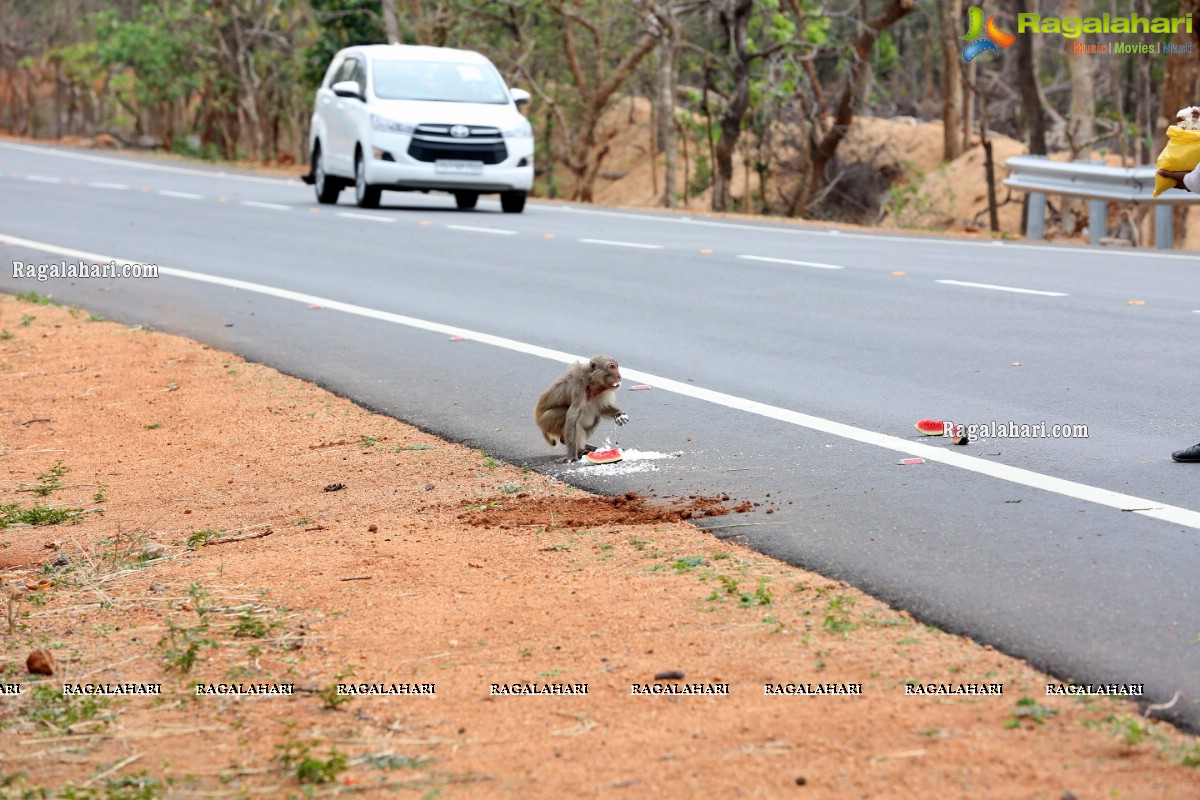 Hyderabad Lockdown: Volunteers Feed Hungry Monkeys