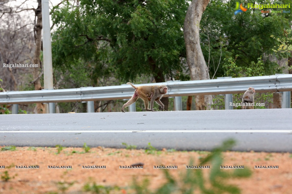 Hyderabad Lockdown: Volunteers Feed Hungry Monkeys