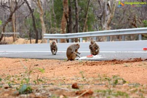 Volunteers Feed Hungry Monkeys