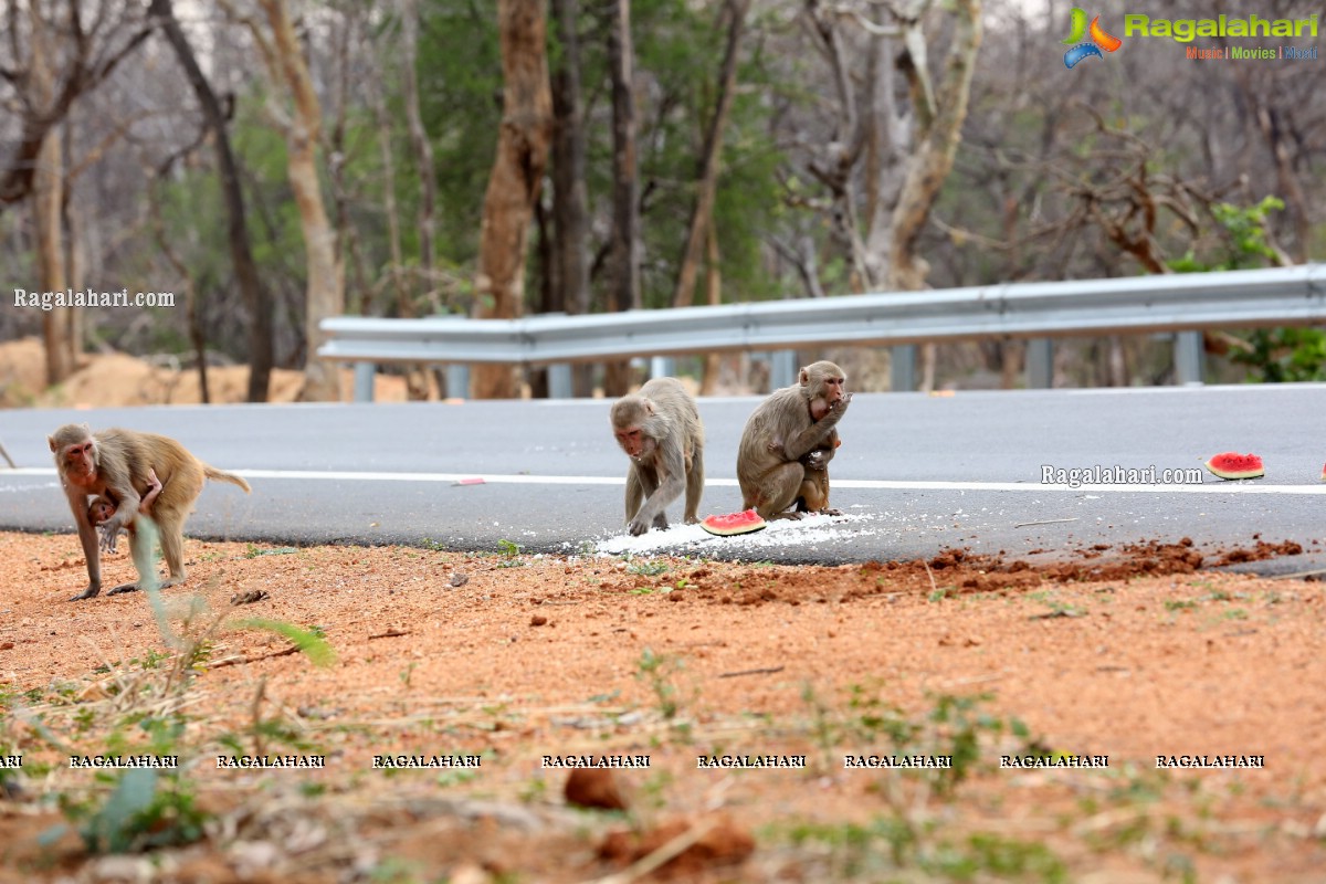 Hyderabad Lockdown: Volunteers Feed Hungry Monkeys