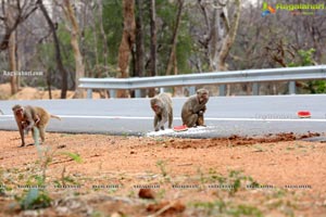 Volunteers Feed Hungry Monkeys