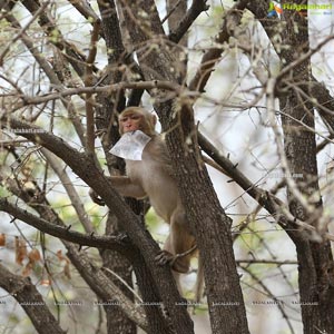 Volunteers Feed Hungry Monkeys