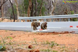 Volunteers Feed Hungry Monkeys