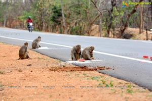 Volunteers Feed Hungry Monkeys