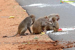 Volunteers Feed Hungry Monkeys