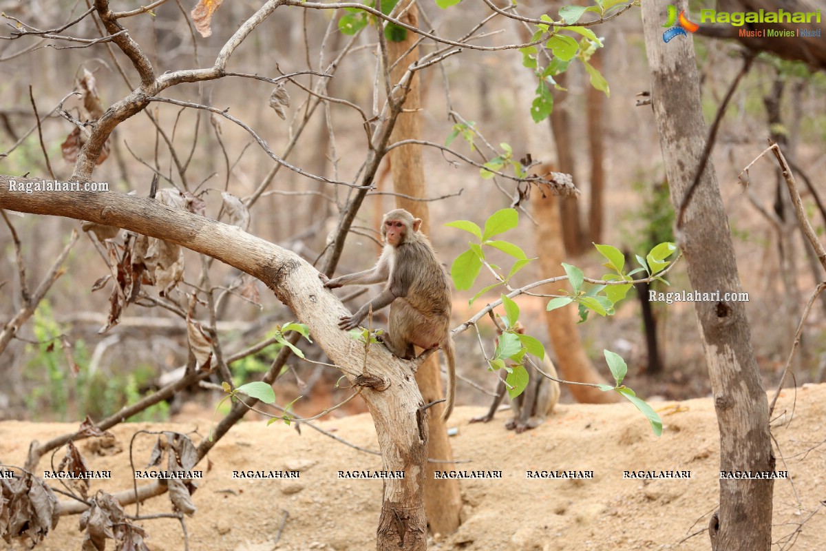 Hyderabad Lockdown: Volunteers Feed Hungry Monkeys