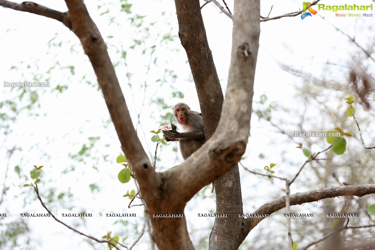 Hyderabad Lockdown: Volunteers Feed Hungry Monkeys