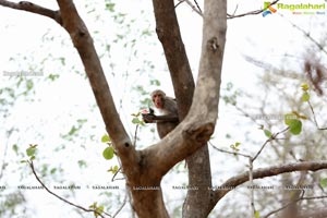 Volunteers Feed Hungry Monkeys