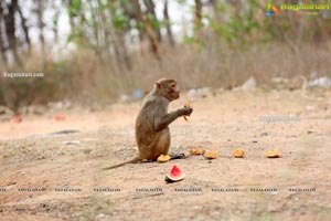 Volunteers Feed Hungry Monkeys