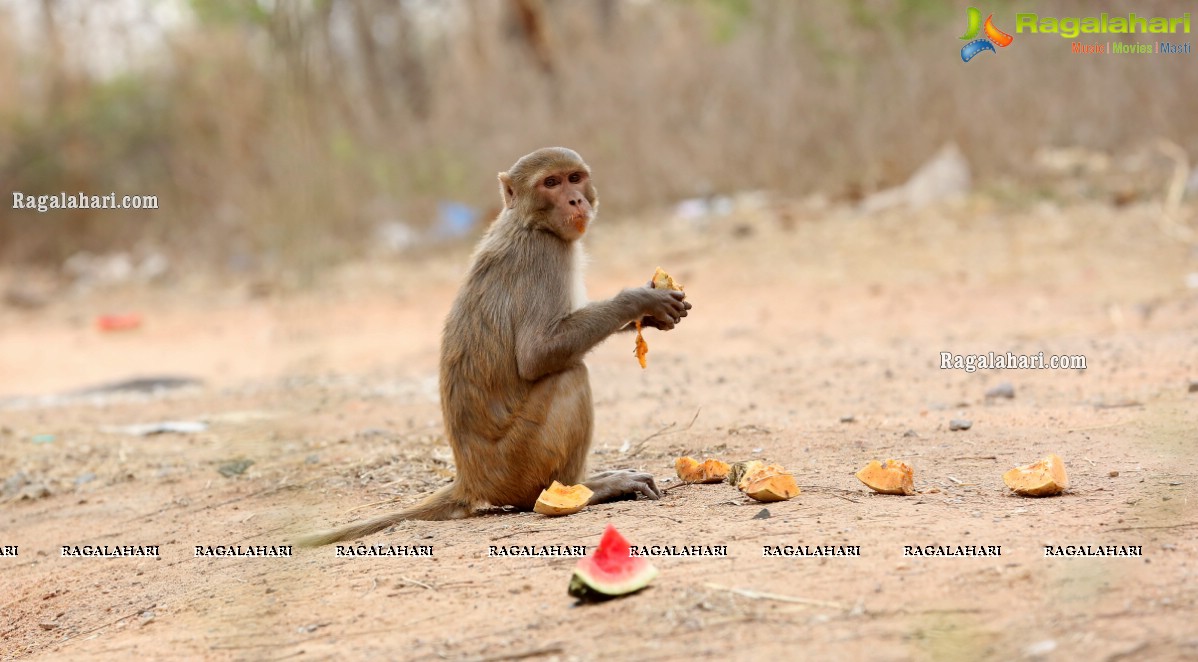 Hyderabad Lockdown: Volunteers Feed Hungry Monkeys