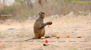 Volunteers Feed Hungry Monkeys