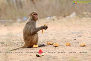 Volunteers Feed Hungry Monkeys