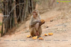 Volunteers Feed Hungry Monkeys