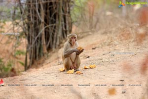 Volunteers Feed Hungry Monkeys