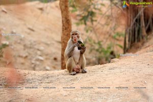 Volunteers Feed Hungry Monkeys