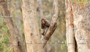 Volunteers Feed Hungry Monkeys