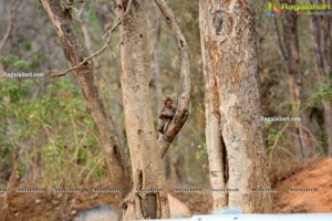 Volunteers Feed Hungry Monkeys