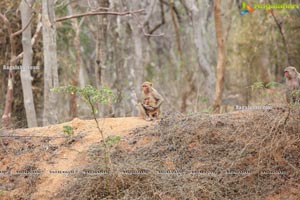 Volunteers Feed Hungry Monkeys