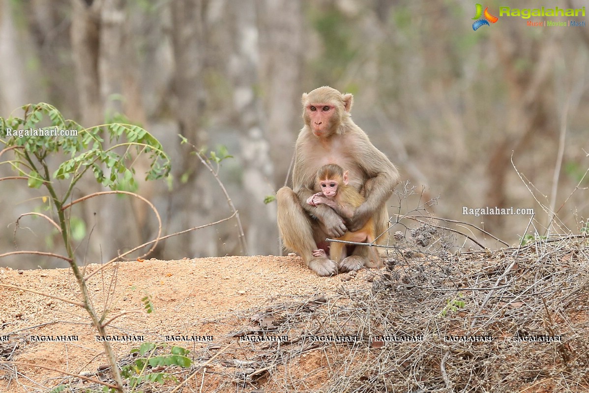 Hyderabad Lockdown: Volunteers Feed Hungry Monkeys