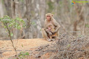 Volunteers Feed Hungry Monkeys