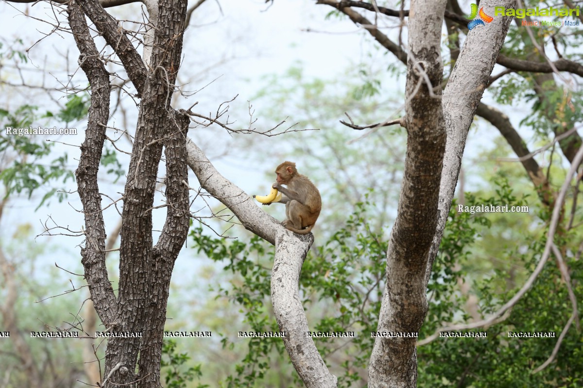 Hyderabad Lockdown: Volunteers Feed Hungry Monkeys