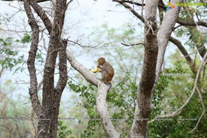 Volunteers Feed Hungry Monkeys