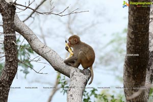 Volunteers Feed Hungry Monkeys