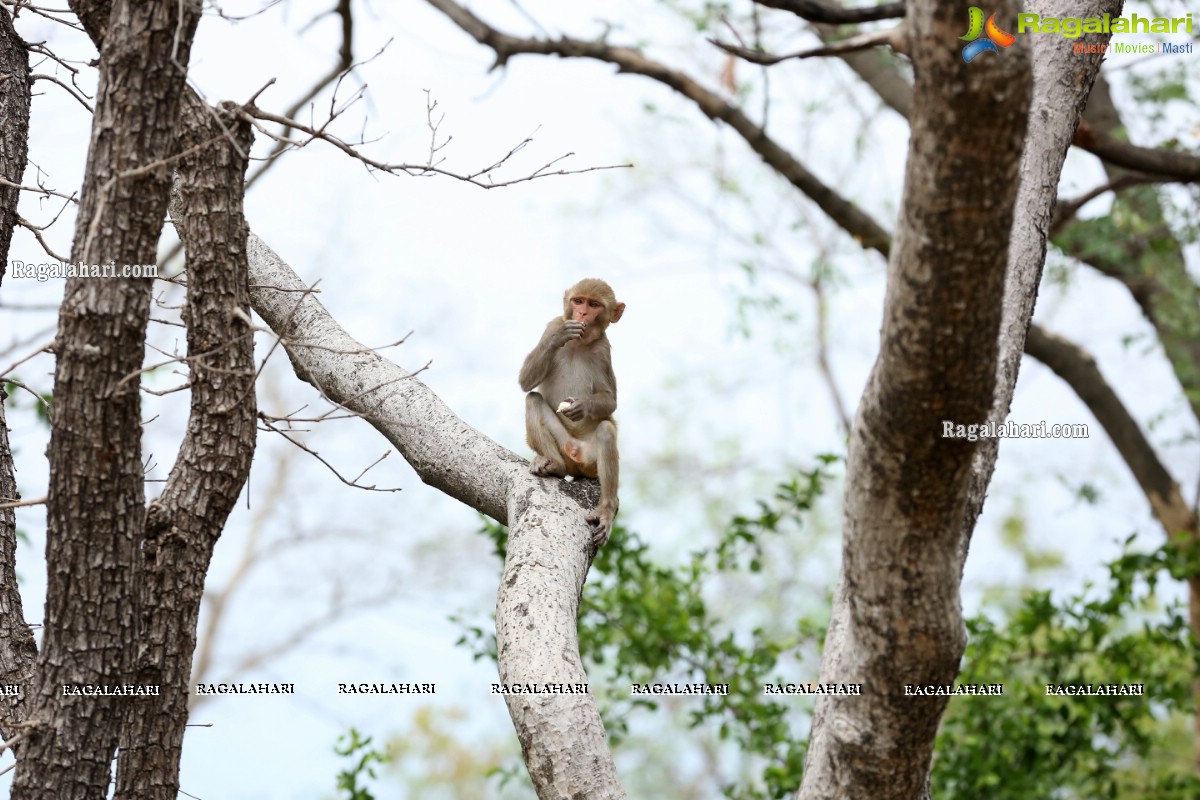 Hyderabad Lockdown: Volunteers Feed Hungry Monkeys