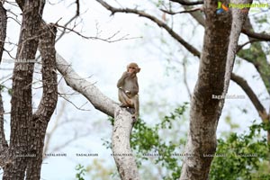 Volunteers Feed Hungry Monkeys