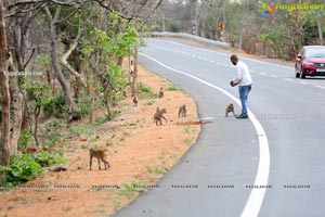 Volunteers Feed Hungry Monkeys