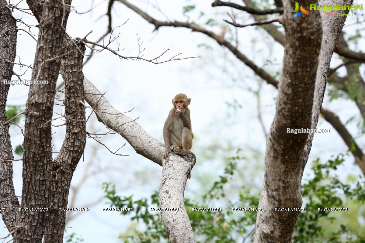 Hyderabad Lockdown: Volunteers Feed Hungry Monkeys