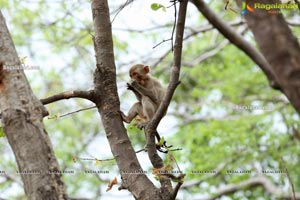 Volunteers Feed Hungry Monkeys