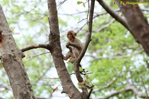 Volunteers Feed Hungry Monkeys