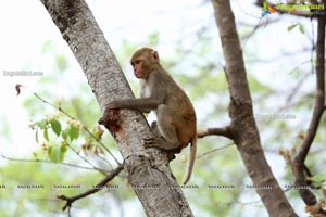 Volunteers Feed Hungry Monkeys