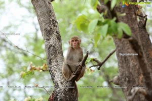 Volunteers Feed Hungry Monkeys