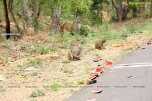 Volunteers Feed Hungry Monkeys