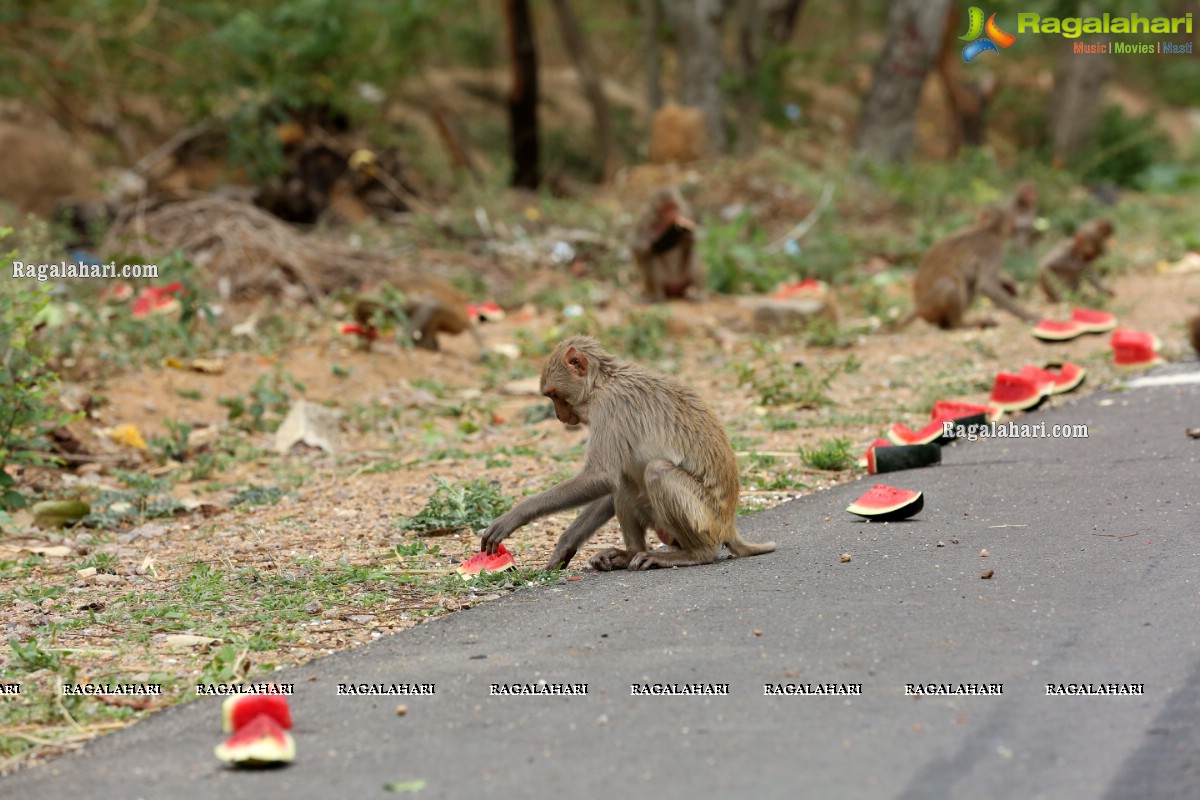 Hyderabad Lockdown: Volunteers Feed Hungry Monkeys